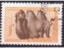 Mongolsko o 0147 Fauna - velbloud dvouhrbý /k25