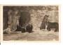 PRAHA + ZOO + MEDVĚDI /r.1931?*kc850