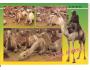 EGYPT / VELBLOUD *WF1419
