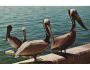 PELIKAN =MIAMI FLORIDA USA =rok1955-75?*A5127