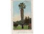 USA CALIFORNIA THE TALLEST AND OLDEST PALM IN THE WORLD 190