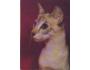 Kočka simská s tmavohnědými odznaky,  barevná pohlednice nep