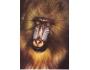 Mandril,  opice, ZOO Dvůr Králov, barevná pohlednice Argus n