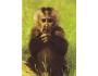 Makak lví,. opice, ZOO Liberec, barevná pohlednice Argus nep