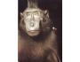 Paviánec chocholatý,. opice, ZOO Hannover, barevná pohlednic