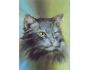 Kočka stříbrná, barevná pohlednice Argus nepoužitá