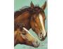 Kůň a hříbě, barevná pohlednice Argus nepoužitá
