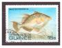 Guinée - ryba, ryby