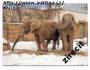 Kartičkový kalendářík 2017 - slon africký, ivo-turista