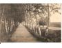 NOVÝ BYDŽOV / ALEJ / rok1926?*A925
