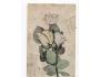 Růže vada,polámaná pohlednice,natržená,prošlá,Y/429