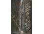 ADRŠPACH SKÁLY /rok1908?*kc6074