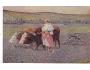 KRÁVY NA POLI=ORBA=mal.UPRKA=rok1915*bf5039
