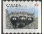 Kanada o Mi.3087 Fauna - mláďata mývala sever. /K