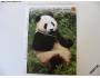 Panda velká - vzorová karta *6