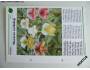 Pokojové květiny od A do Z - karta č. 504 - Orchideje *237