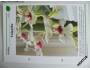 Pokojové květiny od A do Z - karta č. 509 - Orchideje *240