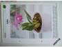 Pokojové květiny od A do Z - karta č. 517 - Orchideje *244