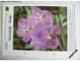 Pokojové květiny od A do Z - karta č. 532 - Orchideje *249