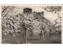KUNĚTICKÁ HORA HRAD r. 1935 GRAFO ČUDA °HG453