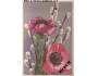 Anemone coronaria, NDR