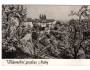 Praha Hradčany stromy v květu °1787