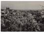 Praha Hradčany stromy v květu °1793
