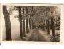 LÁZNĚ LETINY / DUBOVÁ ALEJ /rok1930?*a-923