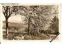 LHENICE / ALEJ / ŠUMAVA /rok1949?*a-939