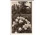 PRŮHONICE = ZÁMEK / PRAHA /rok1930?*fb1584