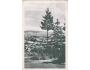 WILDENSCHWERT ÚSTÍ NAD ORLICÍ cca r. 1940 FOTOTYPIA °54023A