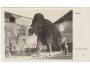 MAMUT =MUSEUM PRAHA=FOTO ABSOLON=rok1928?*kc2346