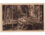 Šumava Boubínský prales č.292 J. Seidel 1923 ***10999