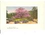 JAPAN - JAPONSKO / KYOTO /rok1915?*kd1209