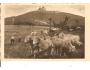 RADHOŠŤ A OVCE / BESKYDY /rok1943?*kd1278
