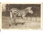 ZEBRA  / ZVÍŘATA  =rok1936?*ac-191