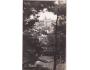 TACHOV NÁKL. A.W.RÖDL cca r. 1930 ***358