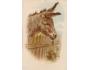 OSEL =LITOGRAFIE /rok1900?*kc7855