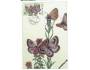 CARTES MAXIMUM=MOTYL=rok2002*UF8523