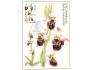 CARTES MAXIMUM=ORCHIDEJ LUHAČOVICE=rok2007*UF8525