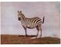 ZEBRA NĚMECKO DDR ***755G