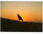 DRAVEC OREL PRESSFOTO ***755P
