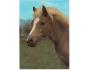 KŮŇ HAFLINGER SVÉPOMOC °756O