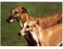 PES GREYHOUND PANORAMA °757O