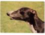 PES GREYHOUND PANORAMA ***757R