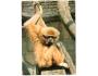 LEŠNÁ ZOOPARK - GIBON LAR OPICE PRESSFOTO °758Y