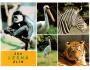 ZLÍN LEŠNÁ ZOO - GUERÉZA, PELIKÁN, TYGR PRESSFOTO °759