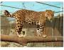 ZOO DVŮR KRÁLOVÉ - JAGUÁR PRESSFOTO °759A
