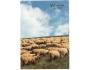 OVCE PRESSFOTO °759P