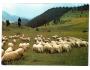 OVCE PANORAMA °759U